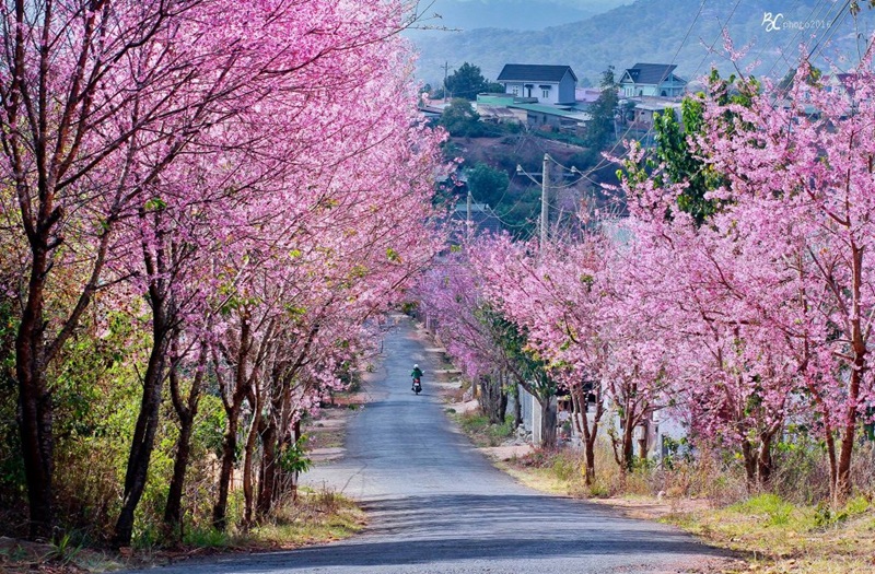 hoa anh dao da lat 1024x673 1